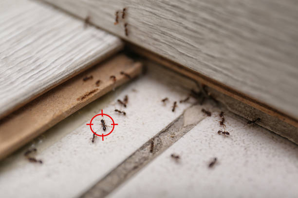 Best Pest Control Near Me  in Lumbine, CO