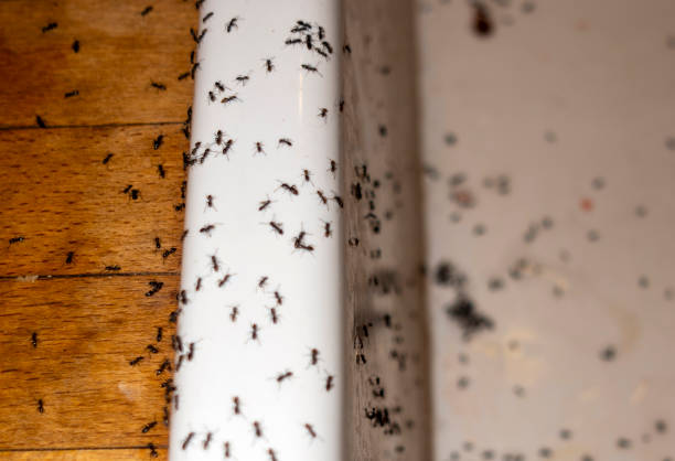 Best Affordable Pest Control Services  in Lumbine, CO