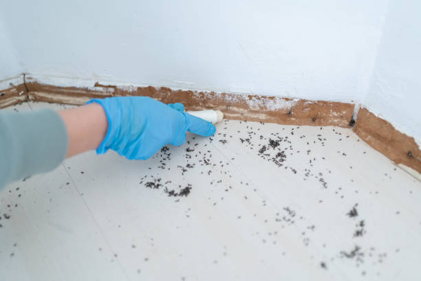 Best Bed Bug Extermination  in Lumbine, CO