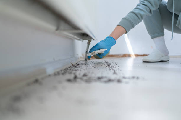 Best Best Pest Control Companies  in Lumbine, CO